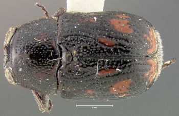 Media type: image;   Entomology 24991 Aspect: habitus dorsal view